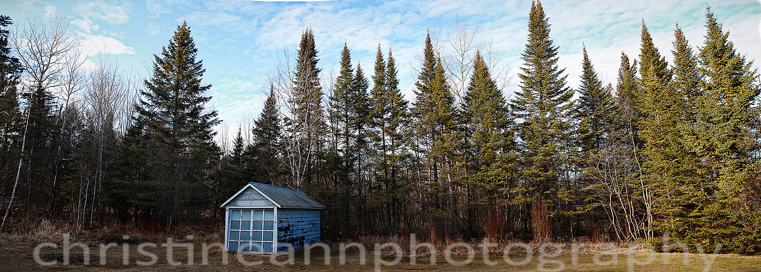 pine trees panoramic in Duluth MN